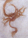 skmstp33.jpg (8900 bytes)