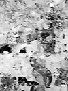 mglbrnd3.jpg (7171 bytes)